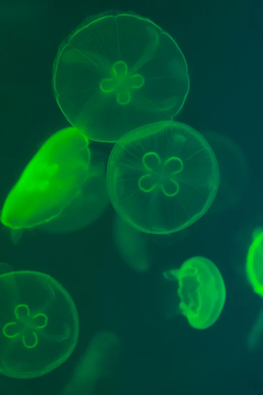 a group of jelly fish floating in a lake