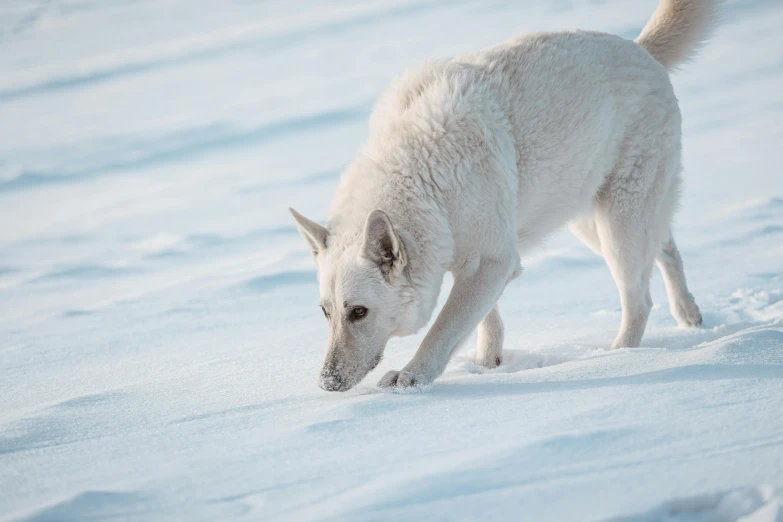 a close up of a dog in the snow