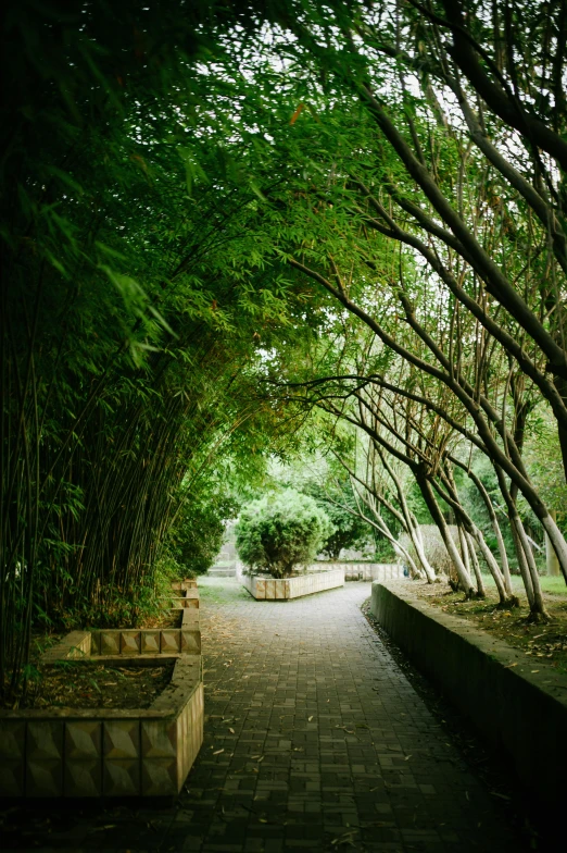 a brick walkway with plants on both sides of it and trees lining the pathway