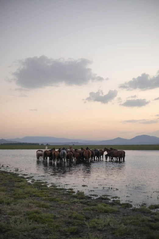 herd of horses standing at the waters edge of a pond