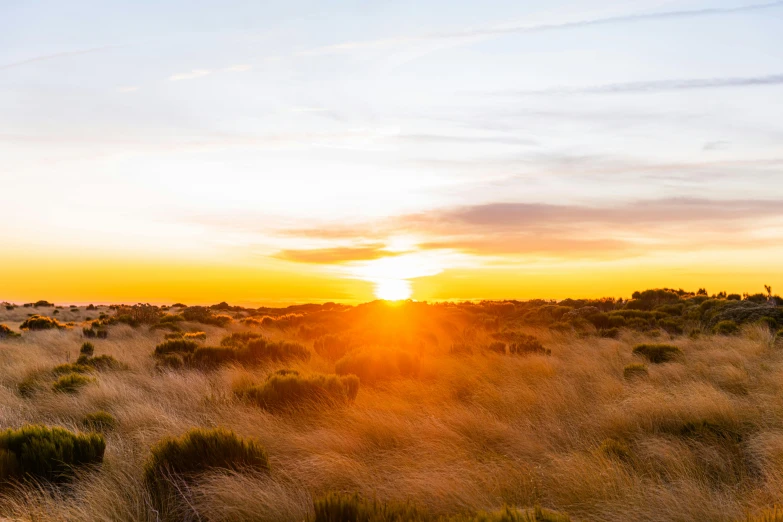 the sun is setting over a grassy area