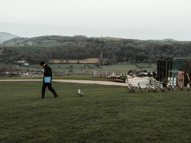 a man in black jacket walking with white and black dogs in grassy field