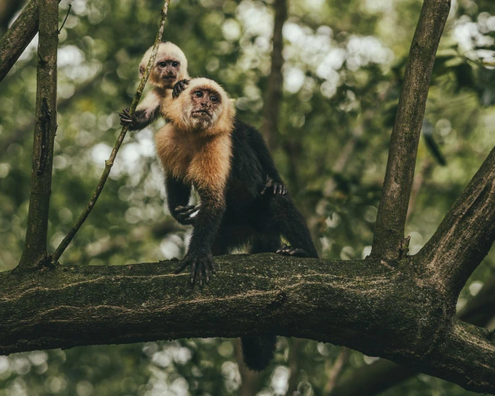 two monkeys hang on a nch in a tree