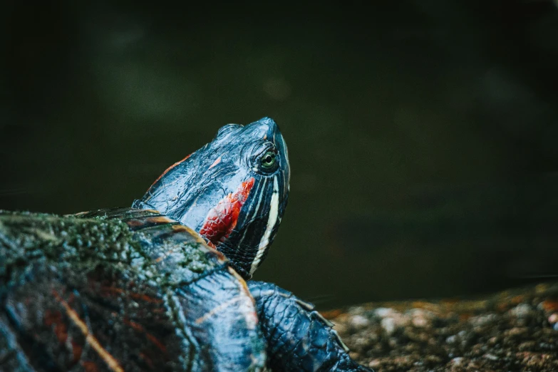 an image of close up of a turtle