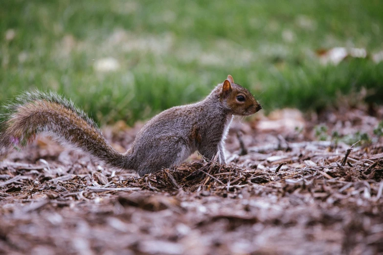 a squirrel stands on the ground surrounded by leaves