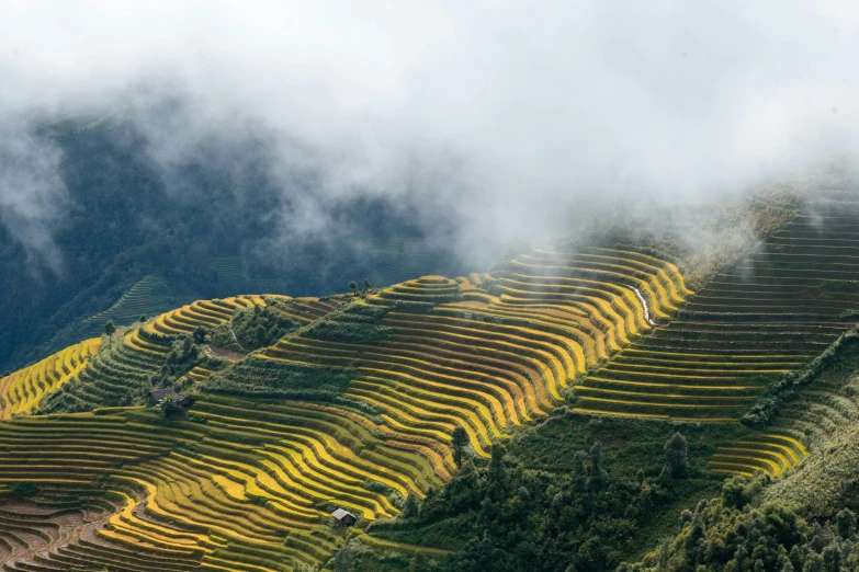 a hillside covered in rows of yellow flowers