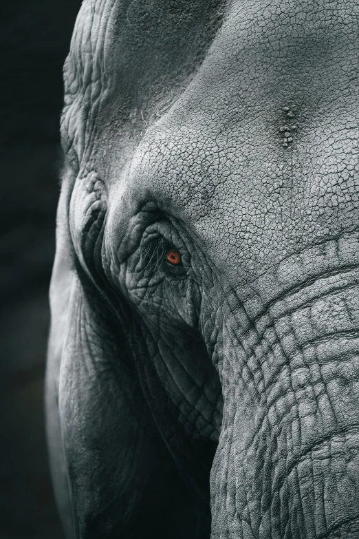 close up of an elephants face with bright red eyes