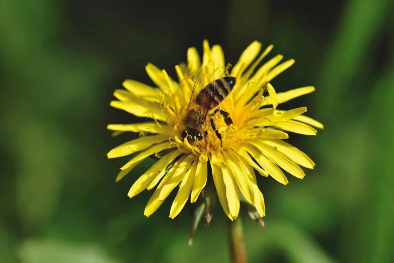 a bee gathers nectars from a flower in the sun