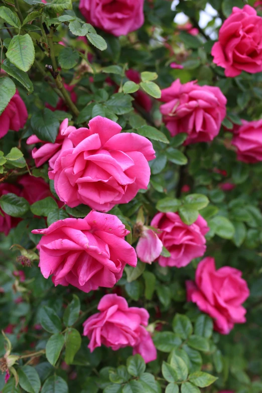 pink roses with green leaves and buds