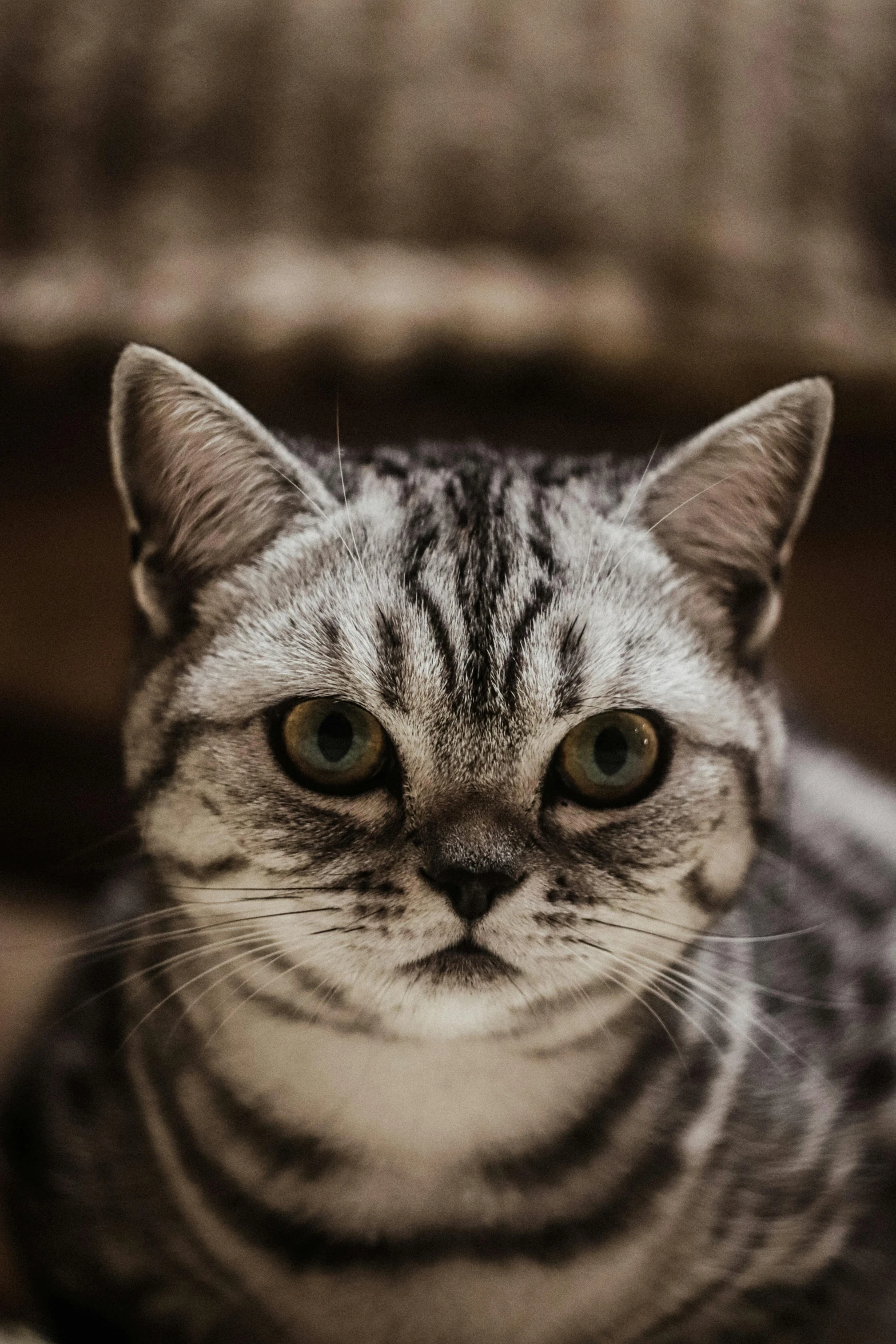 a cat looking directly at the camera with one eye partially open