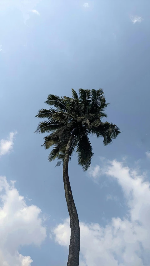 a tree and the sky on an overcast day