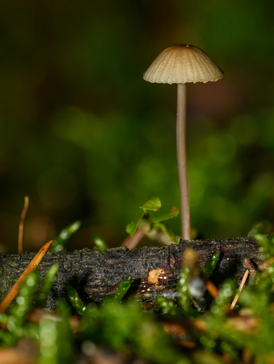 a mushroom that is sitting in the grass