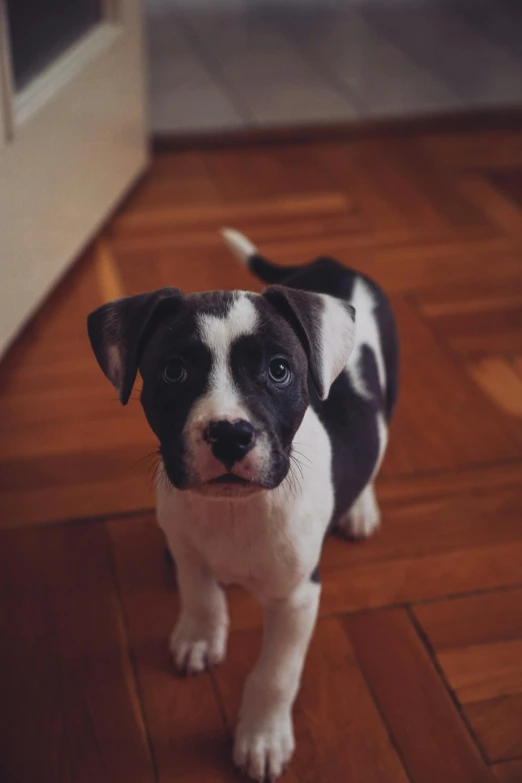 a puppy looks into the camera while standing on a hardwood floor