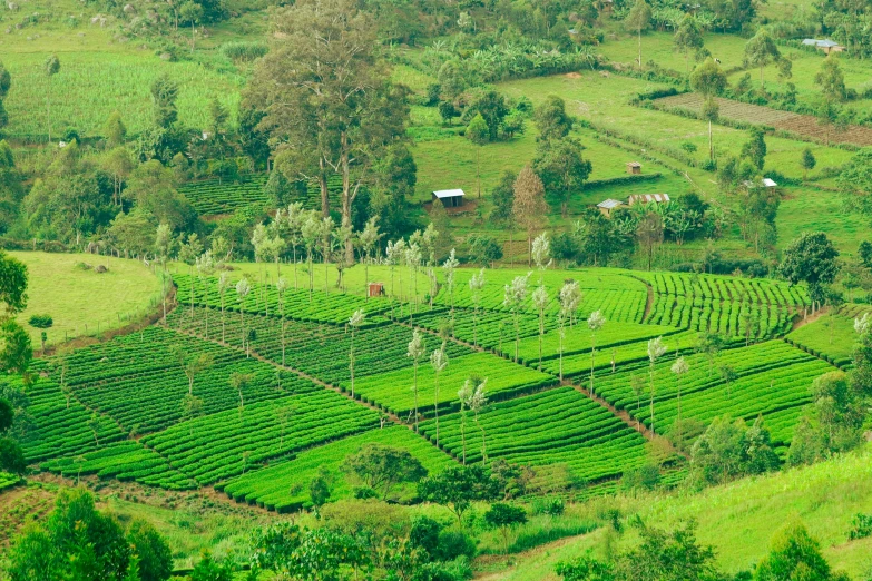 the landscape shows the tea plants as well as the rolling hills