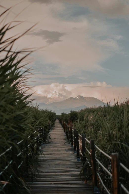 this is a path with grass and bushes on each side