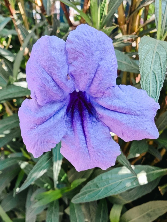 purple flowers with green leaves surrounding them