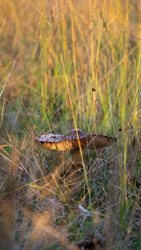 there is a large lizard in the tall grass