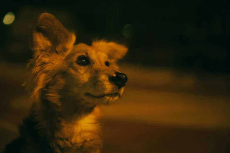 this is a very cute dog in the dark