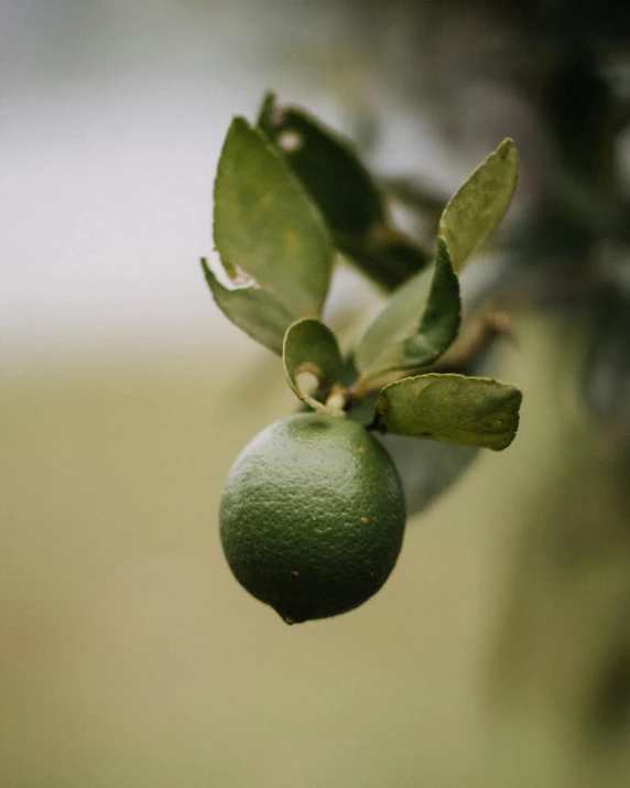 an orange on the tree with green leaves