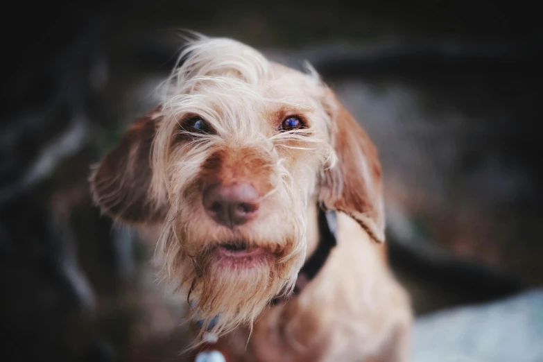 an adorable dog is looking up at the camera