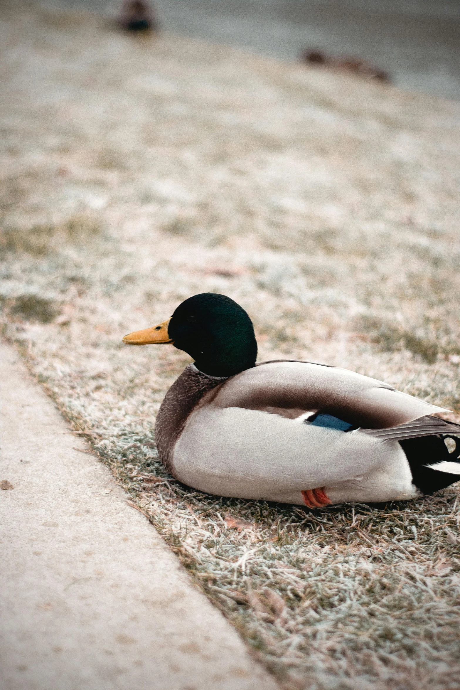 a duck sitting on the ground with a bird in it's hair