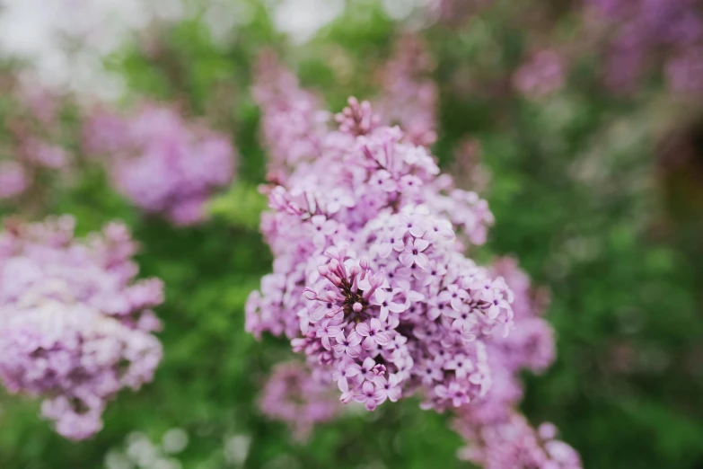 lilac flowers bloom in the background while a blurry background is seen