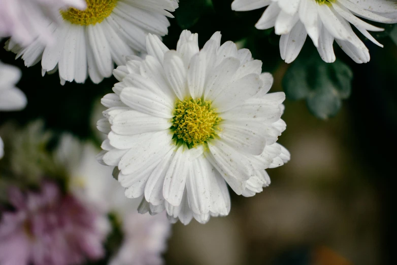 there are some flowers that are blooming together