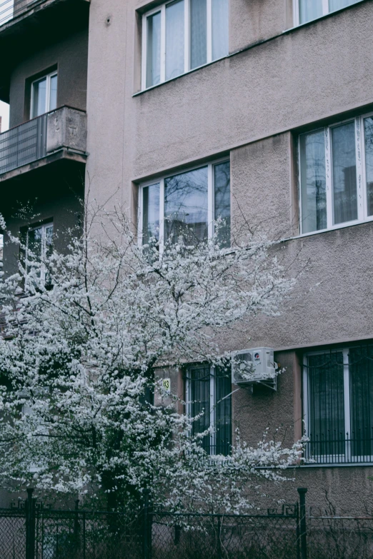 an apartment complex with flowering trees and windows