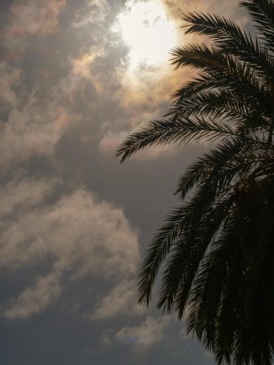 a po looking at the backlight of a tall palm tree