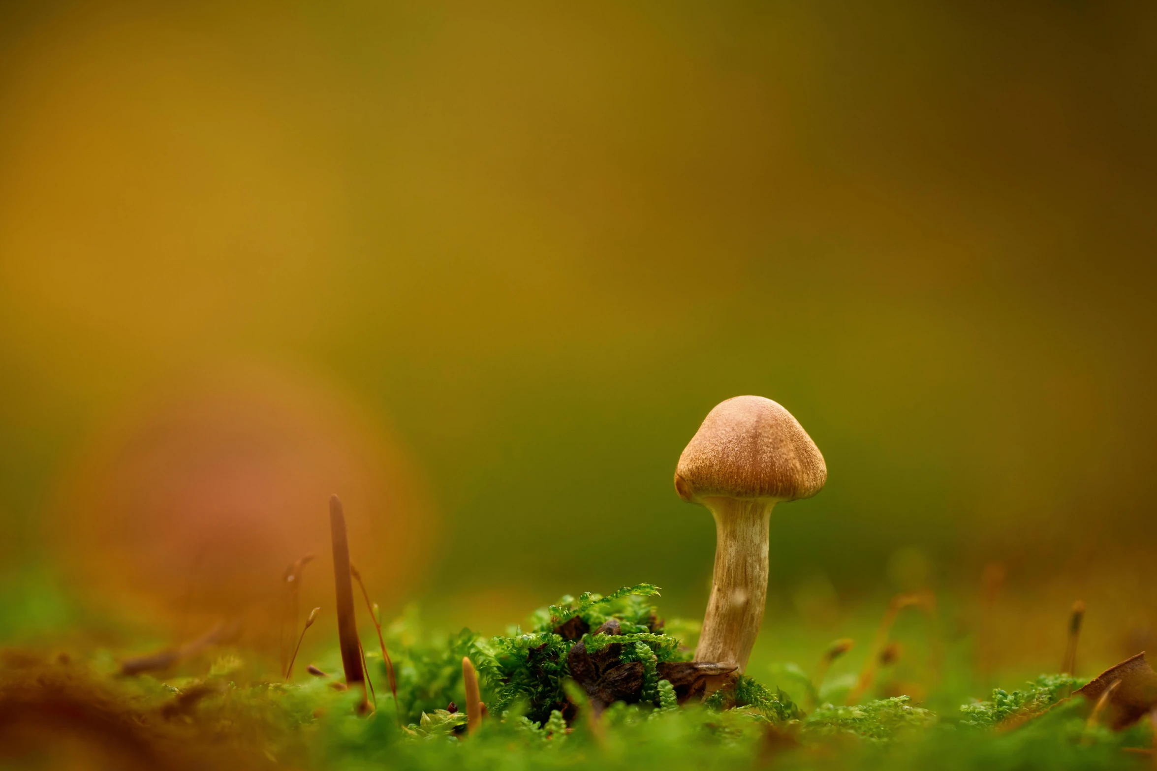 a mushroom that is sitting on the ground