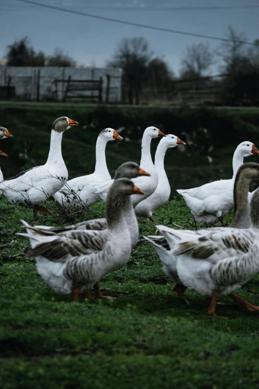 a flock of geese walking on the grass