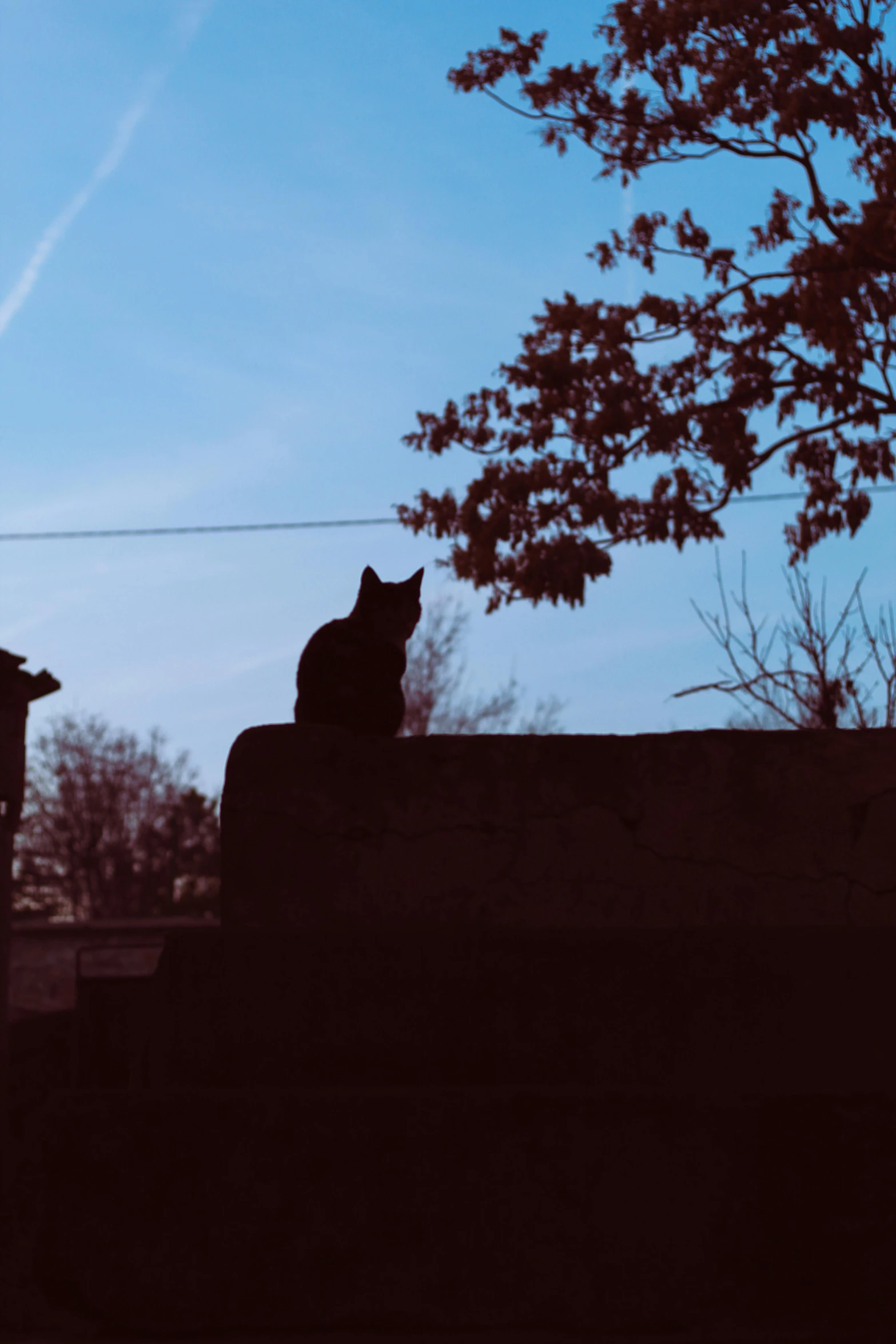 two people are sitting on a wall near a tree