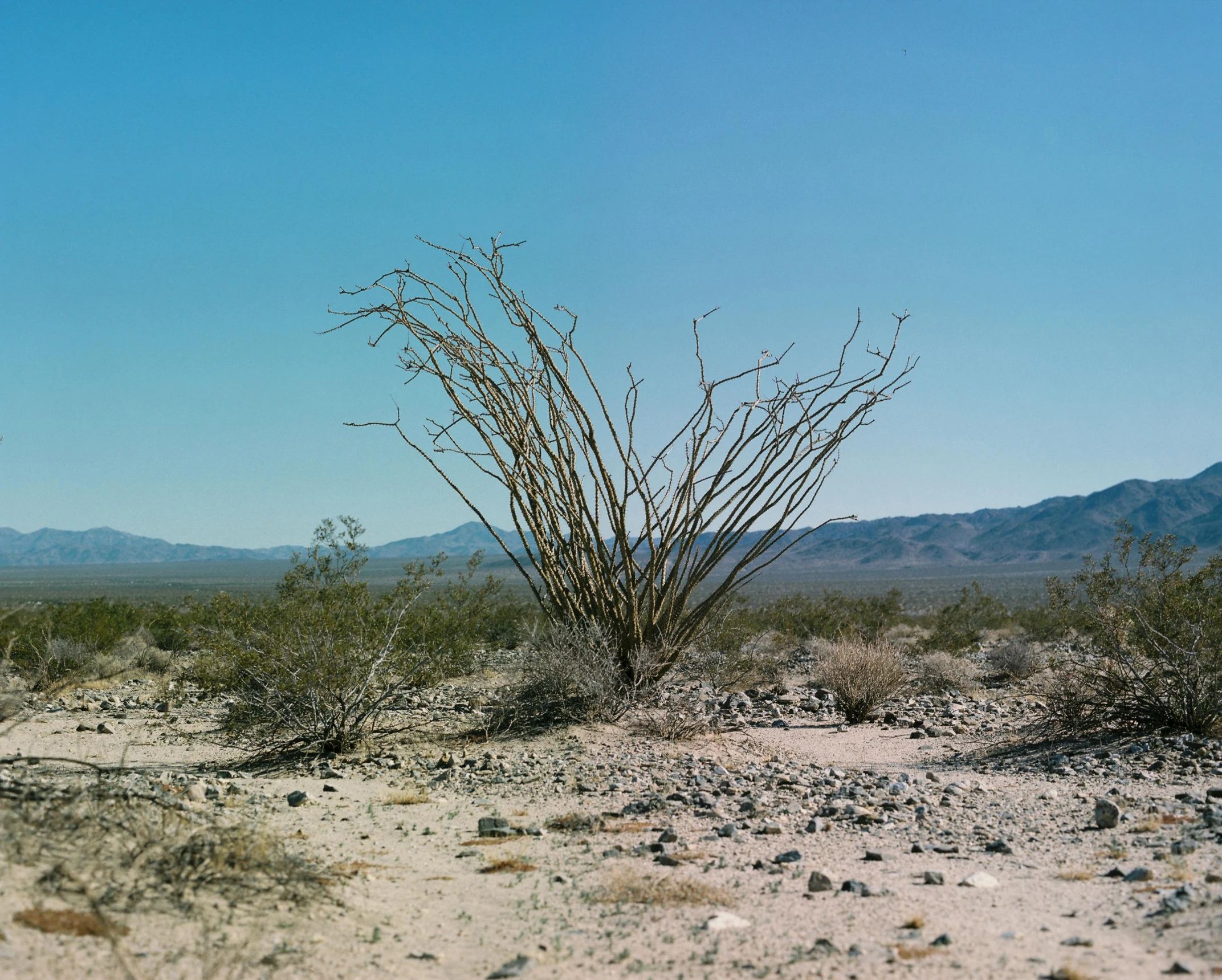 a lonely tree sitting alone in the desert