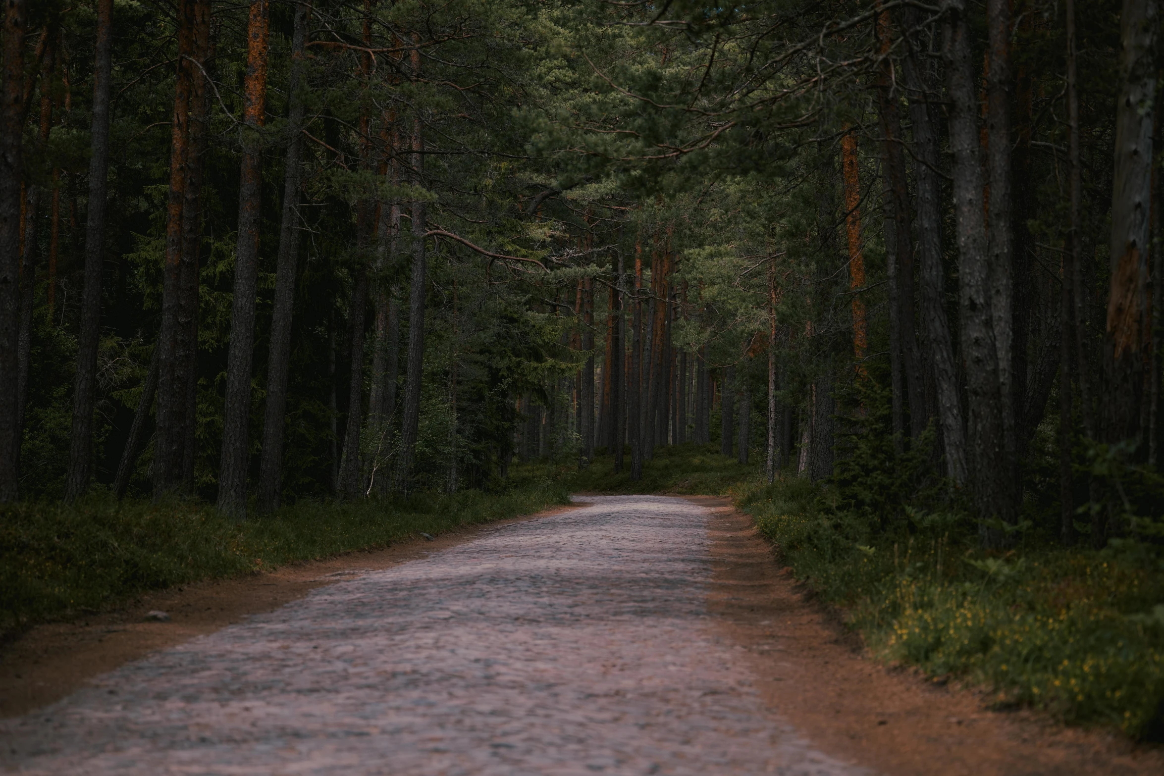 a gravel road that runs through the woods