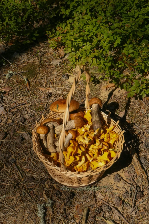 several mushrooms sit in the dirt near a tree