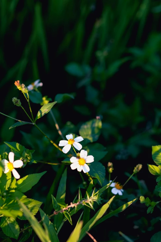 a small white flower in some tall grass