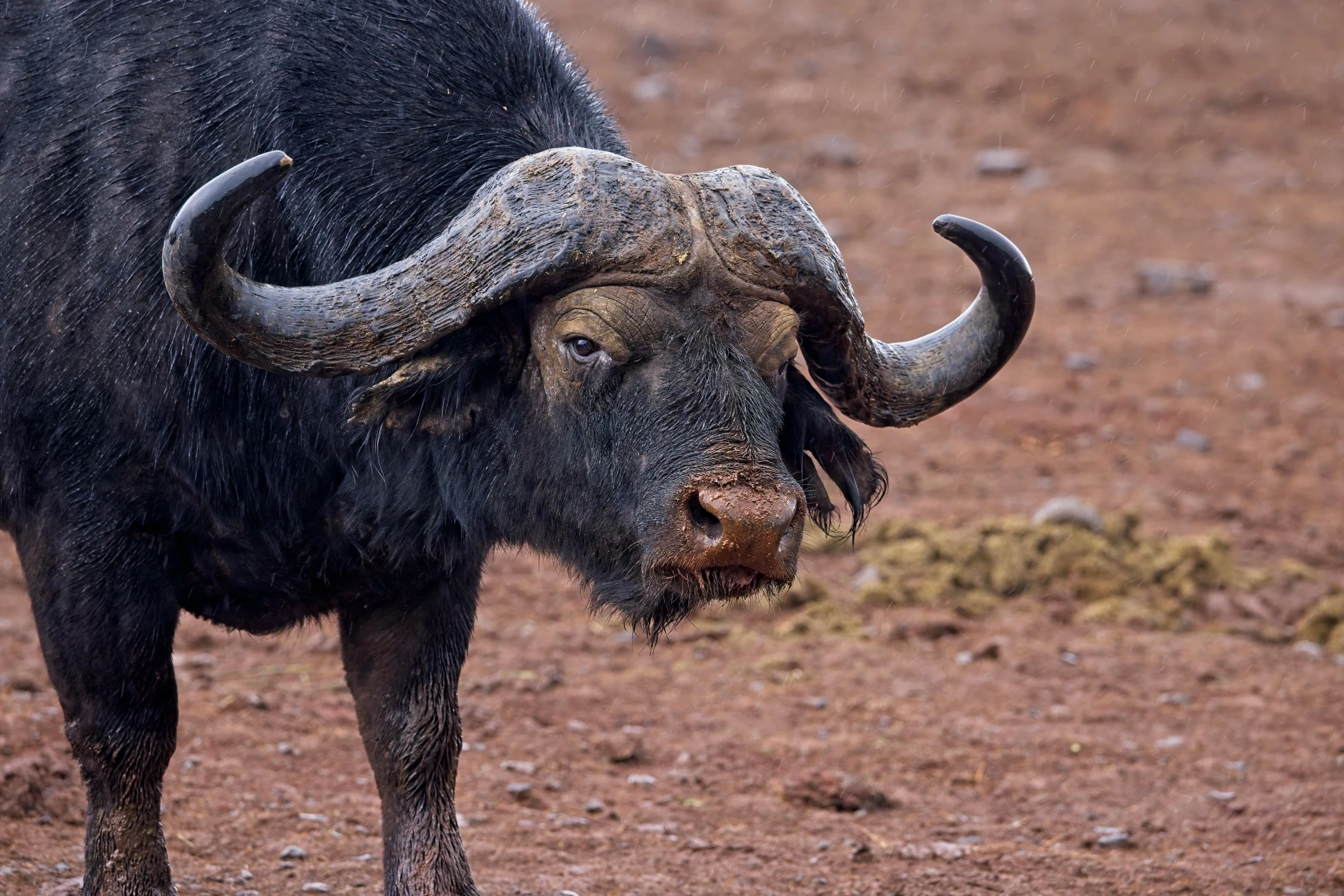 a black buffalo stands in mud, with its horns down