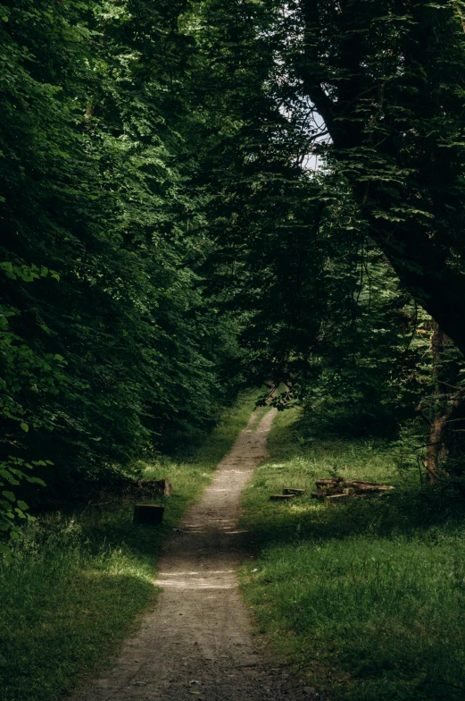 a dirt road runs through a dense, green forest