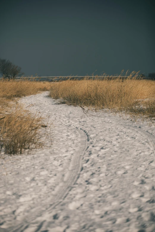 a po of a snowy path through some grass