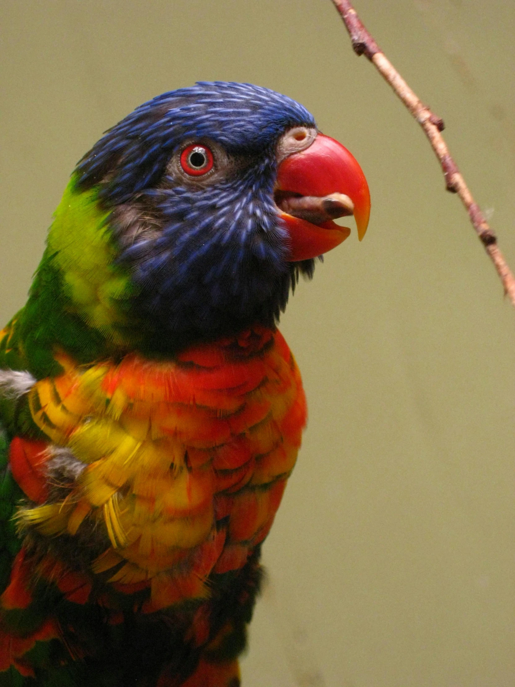 a brightly colored bird stands on a tree nch