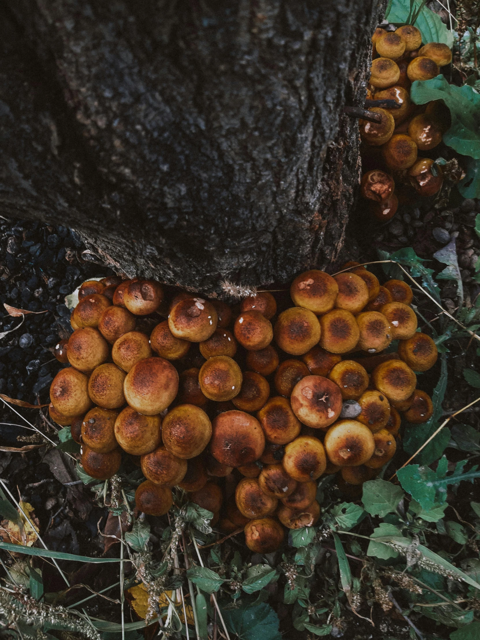 an image of a tree full of tiny mushrooms