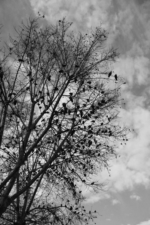 a black and white picture of a tree with birds sitting on it