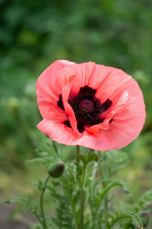 there is a very pretty pink flower that stands in the field