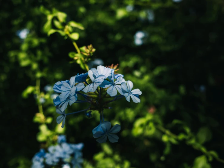 blue flowers growing in a bush in the sun