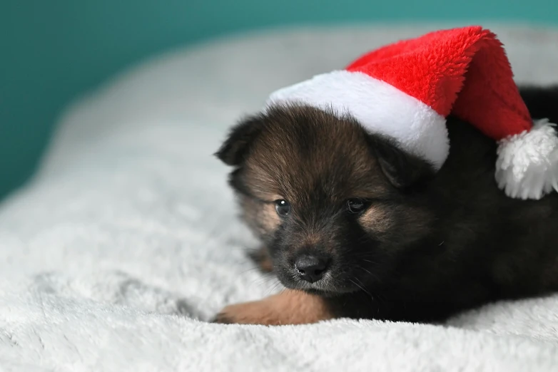 a little puppy is wearing a santa hat