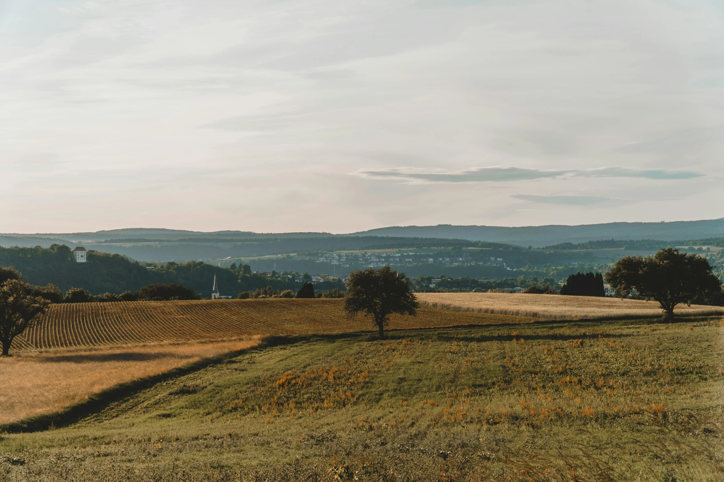 trees on grassy hillside with large pasture in background