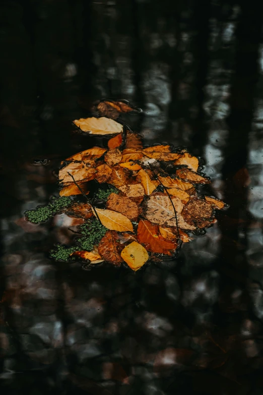 some autumn leaves and some water in it