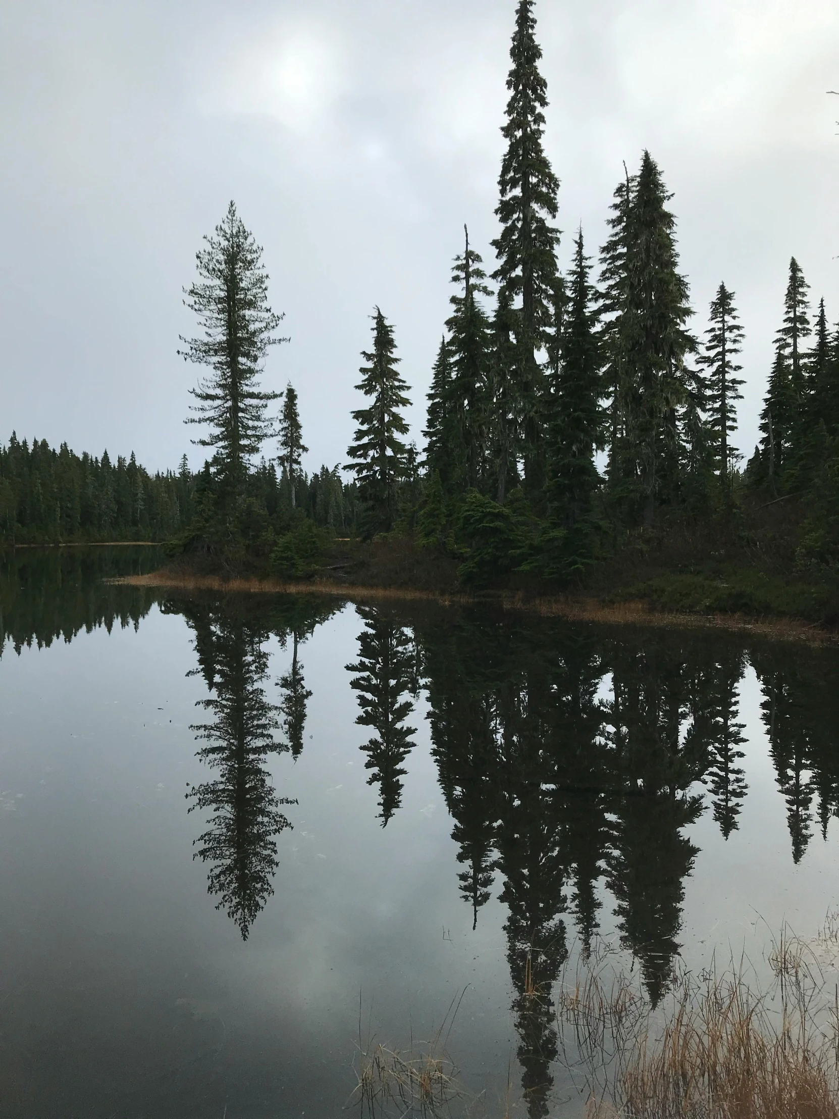 a lake with many trees near the shore