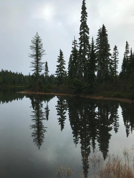 a lake with many trees near the shore