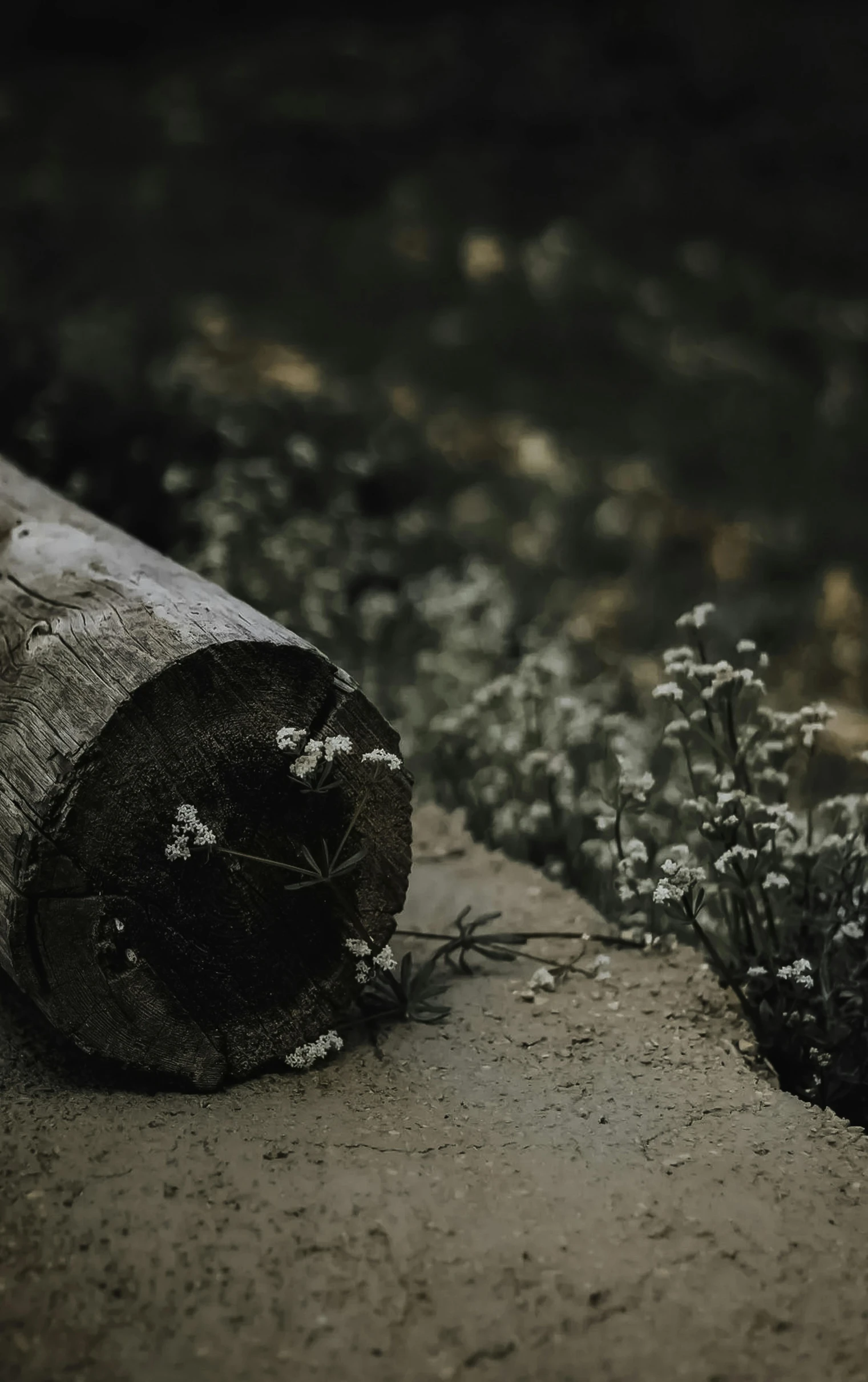 a wooden log sitting on top of a grass covered field